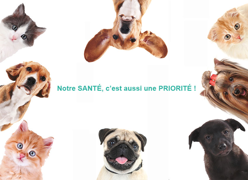 assurance-chiens-chats-animaux-chevaux-paris-versailles-montigny-le-bretonneux-trappes-voisins-le-bretonneux-yvelines-essonne